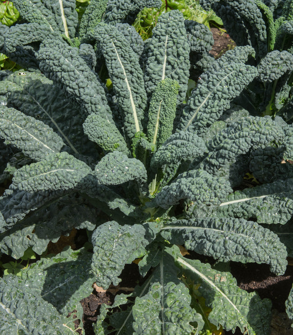 Kale Italian Lacinato Nero di Toscana